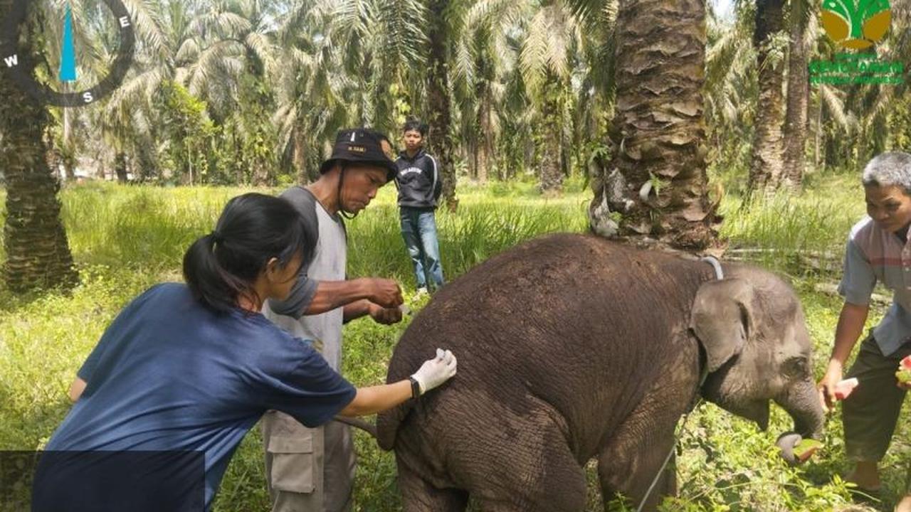 Kematian Tragis Anak Gajah Laila di Pusat Konservasi Bengkalis Riau