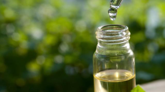 Ilustrasi Minyak Pohon Teh