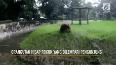 Layaknya manusia, orangutan menghisap rokok yang dilempari seorang pengunjung ke arahnya.
