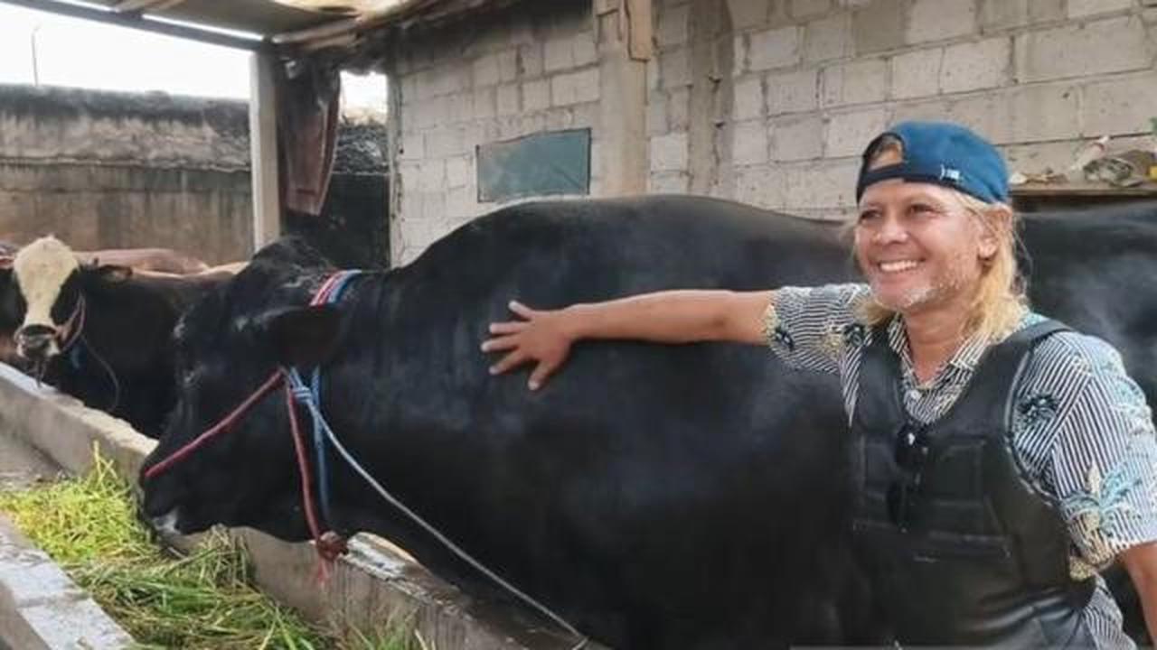 Menengok Sambo, Sapi Seberat 1,5 Ton dari Tangerang Pilihan Presiden Prabowo untuk Berkurban