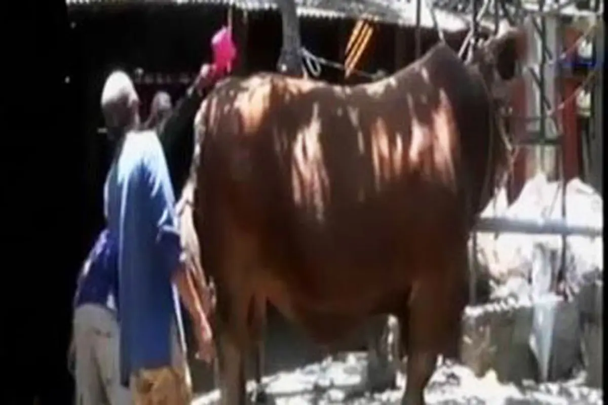 Sapi Kurban Raksasa di Bondowoso Dibanderol Ratusan Juta Rupiah