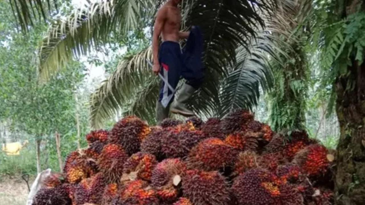 Produk tersebut termasuk sebagai energi dengan bahan baku, yang melimpah dan berkelanjutan, sehingga dapat diolah dan dimanfaatkan dalam jangka panjang.