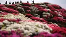 Bunga-bunga Azalea berwarna-warni tampak mekar di taman Nagushiyama, Prefektur Nagasaki, barat daya Jepang, 15 April 2018. Keindahan dari bunga cantik ini hanya bisa disaksikan pada bulan April hingga Mei saja. (AP Photo/Eugene Hoshiko)
