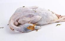 Rahasia Mengungkep Daging Bebek Menjadi Lebih Empuk Tanpa Presto
