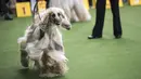 Afghan Hound tampil dalam kompetisi Westminster Kennel Club 142nd Annual Dog Show di New York, Amerika Serikat, Senin (12/2). (Drew Angerer/Getty Images/AFP)