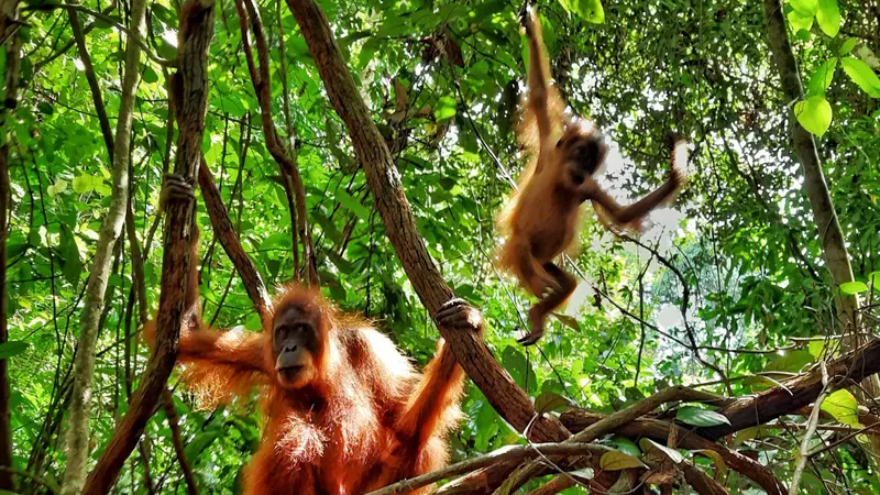 Orangutan Sumatera di Bukit Lawang