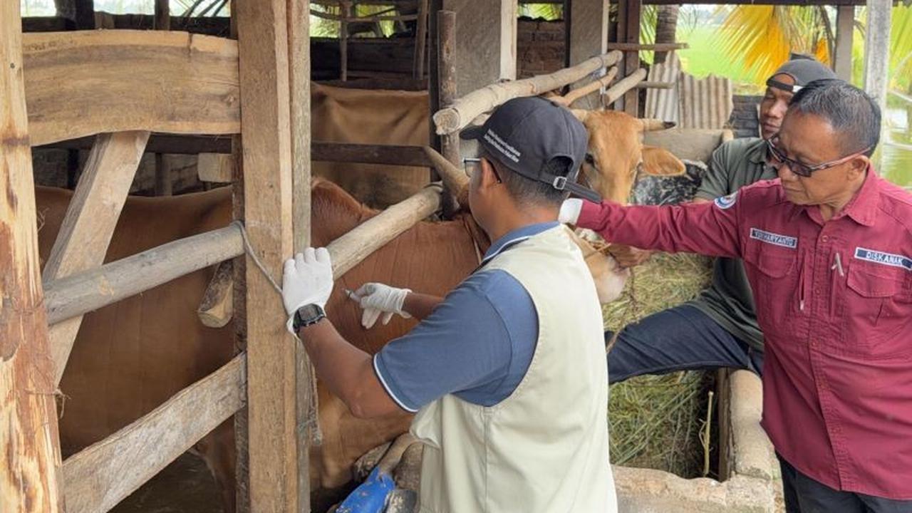 Vaksinasi PMK OKU Timur: 5.000 Hewan Ternak Divaksinasi untuk Cegah Wabah