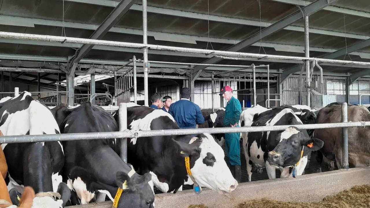 Herman Midema, seorang peternak Belanda tengah berbagi ilmu soal merawat sapi perah kepada para peternak muda pemenang Program Young Progressive Farmer Academy yang digagas PT Frisian Flag Indonesia. (Foto: Liputan6com/Benedikta Desideria)