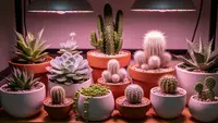 9 Jenis Tanaman Kaktus yang Cocok Ditanam di Dalam Ruangan