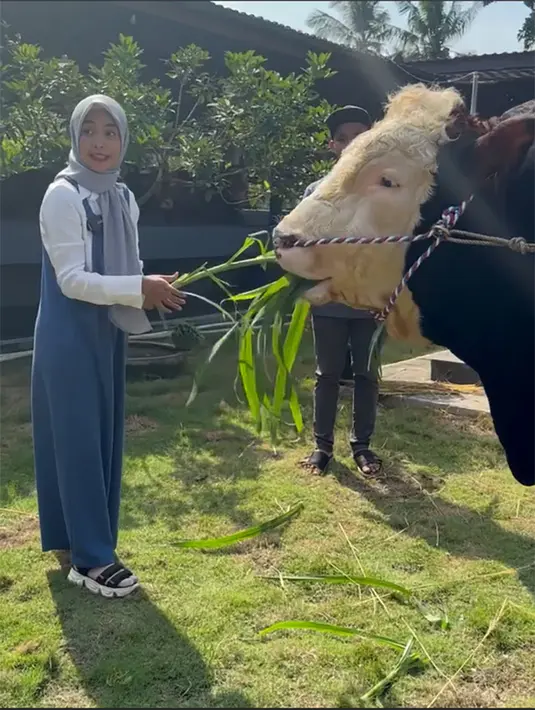 Menurutnya, ini merupakan perburuan terjauhnya untuk mencari hewan kurban. Ria Ricis juga kebingungan memilih dan meminta bantuan netizen. "Sapi Qurban Moana tahun ini sampe hunting ke Jogja." tulis riaricis1795. [Instagram/riaricis1795]