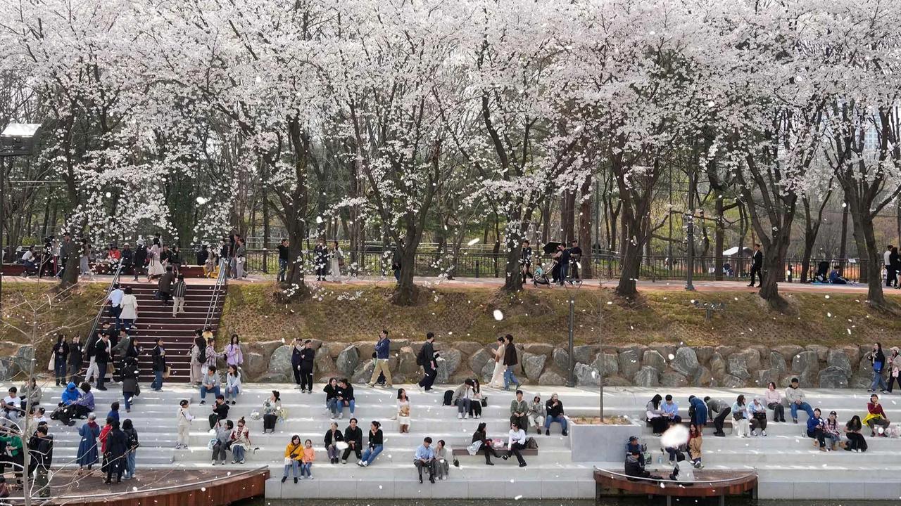 FOTO: Mekarnya Bunga Sakura Warnai Musim Semi di Seoul