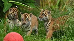 Tiga anak harimau sumatera untuk pertama kalinya dilepas ke kandang terbuka di Kebun Binatang Toranga, Sydney, Jumat (29/3/2019). Ketiga anak Harimau Sumatera yang berjenis kelamin dua betina dan satu pejantan itu lahir pada 17 Januari 2019. (PETER PARKS / AFP)
