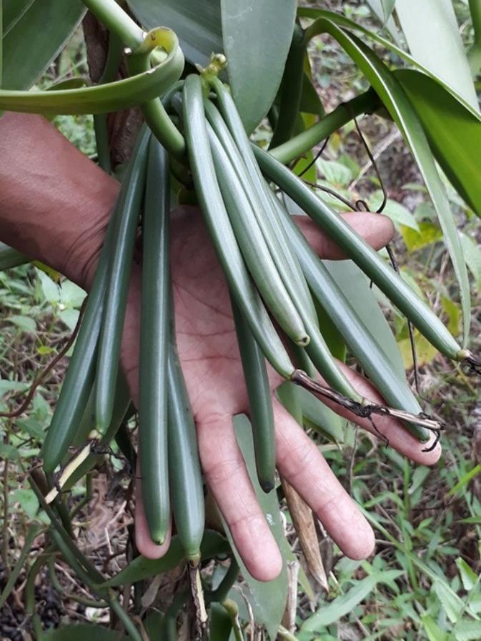 Mengembalikan Kemasyhuran Vanili Jawa Emas Hijau Primadona Dunia Regional Liputan6 Com