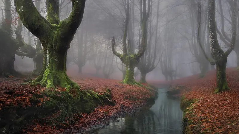 Jauh dari Kata Seram, Hutan Ini Justru Sangat Cantik dan Indah