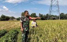 TNI Turun Sawah di Jeneponto: Bukan Hanya Perang, Tapi Juga Panen Raya Bersama Petani!