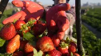 Seorang petani Mesir menunjukkan hasil panen stroberi di sebuah ladang di Toukh, di luar Kairo, Rabu (18/1/2023). Mesir telah memasuki musim panen stroberi musim dingin. (AP Photo/Amr Nabil)