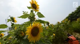 Petugas PPSU merawat bunga matahari yang ditanam di taman pinggir jalan aliran sungai Banjir Kanal Timur, Kawasan Cakung Jakarta, Kamis (16/5). Sekitar 100 tumbuhan bunga matahari ditanam di kawasan tersebut. (merdeka.com/Imam Buhori)