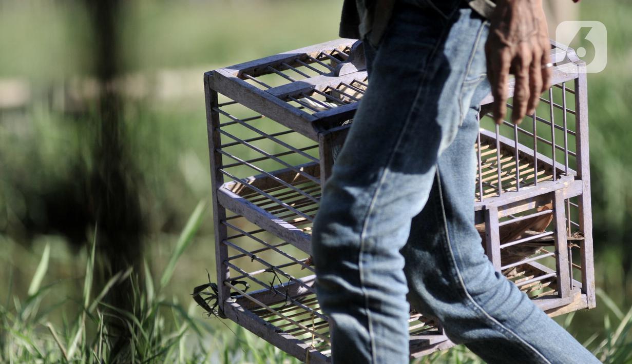 Warga membawa kandang burung merpati kolong saat akan dilatih di Papanggo, Jakarta, Rabu (29/1/2020). Untuk mendapatkan merpati juara, pemilik burung harus melatihnya setiap hari, biasanya pagi atau sore di area tanah lapang agar burung dapat mengudara tanpa halangan. (merdeka.com/Iqbal S. Nugroho)