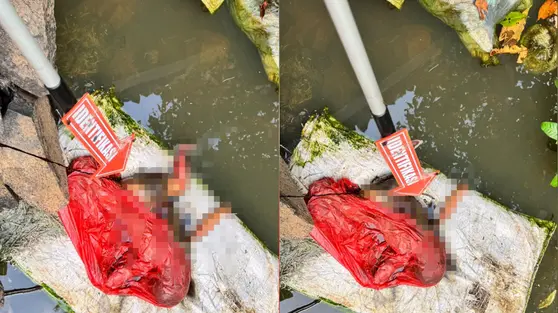 Usai Cabut Singkong, Buruh di Lampung Temukan Bayi