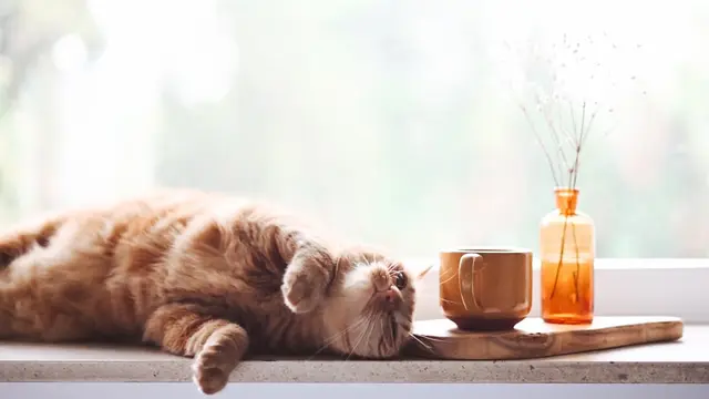 Cara Mengobati Kucing Jamuran