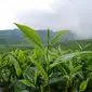 Kebun Teh Semugih | via: masbayu-imzers.blogspot.com