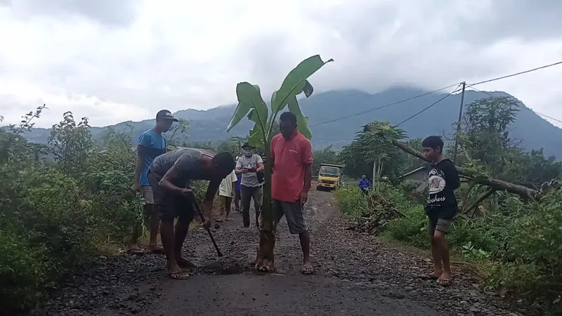 Warga Manggarai Timur tanam pohon pisang di badan jalan yang rusak. (Liputan6.com/Dionisius Wilibardus)