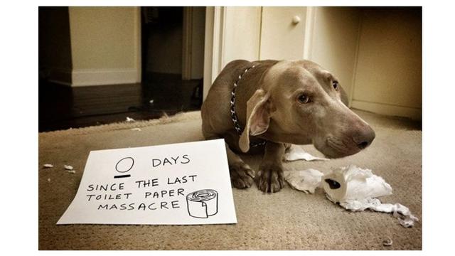 Ekspresi Anjing Saat Merusak Barang Majikannya Ini Bikin Geleng Kepala