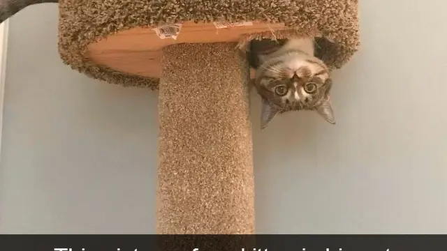 7 Snapchat Kocak Kucing Ini Bakal Buatmu Tersenyum Melihatnya