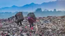 Warga yang berprofesi sebagai pemulung mengumpulkan sampah plastik dengan latar belakang Gunung Gede-Pangrango di Tempat Pembuangan Akhir Galuga, Bogor, Kamis (6/11/2025). Penutupan tumpukan sampah atau capping dilakukan sambil menunggu proses penyelesaian TPA open dumping yang banyak ditemukan di berbagai wilayah. (merdeka.com/Arie Basuki)