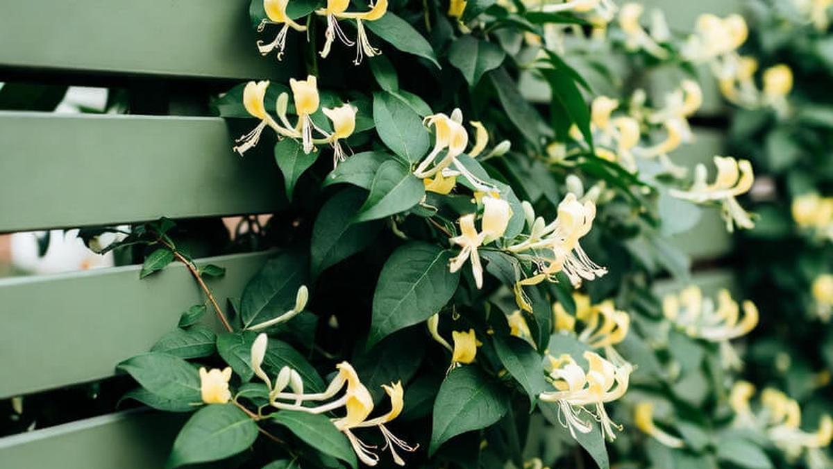 9 Jenis Tanaman Rambat yang Cocok untuk Hiasan Pagar