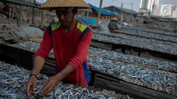 Seorang pekerja menjemur ikan saat proses pengasinan di kawasan Muara Angke, Jakarta, Senin (26/11). Nelayan mengaku produksi ikan asin mengalami penurunan, disebabkan terhambatnya proses pengeringan di musim hujan. (Liputan6.com/Faizal Fanani)