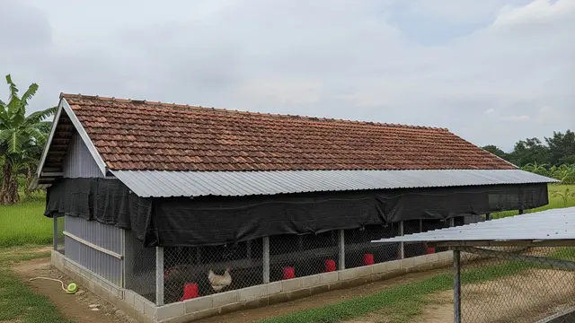 Cara Membuat Kandang Ayam agar Tidak Cepat Rusak dan Lapuk