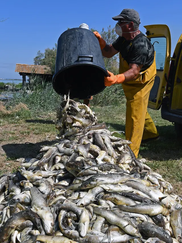 Berton-ton Ikan Mati Akibat Gelombang Panas di Prancis