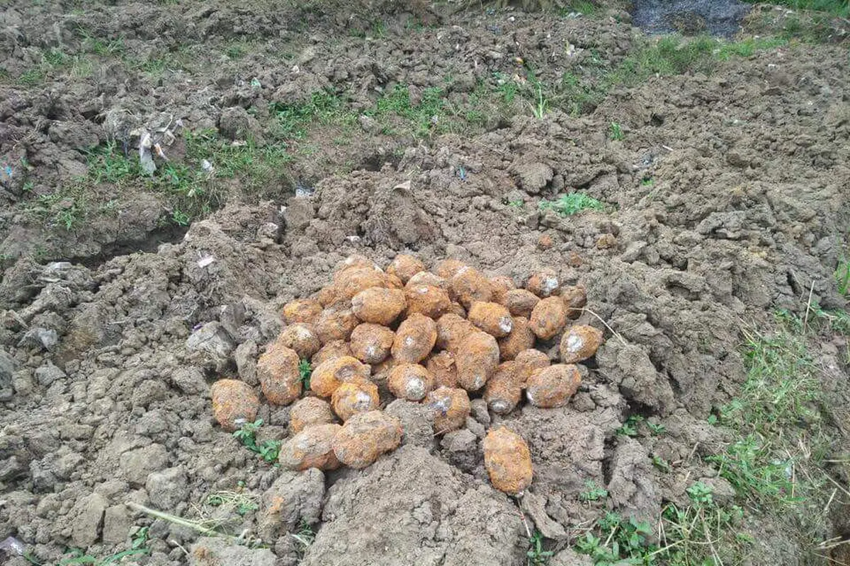 Granat Nanas Masih Aktif Ditemukan di Tegal