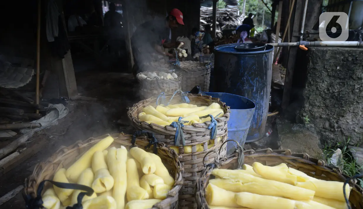Pekerja sedang memproses pembuatan tape singkong kuning di Kampung Poncol, Desa Curug, Gunung Sindur, Kabupaten Bogor, Jawa Barat, Rabu (7/10/2020). Tape singkong kuning tersebut didistribusikan ke wilayah Jakarta dan sekitarnya dengan harga Rp 10 ribu per kilogram. (merdeka.com/Dwi Narwoko)