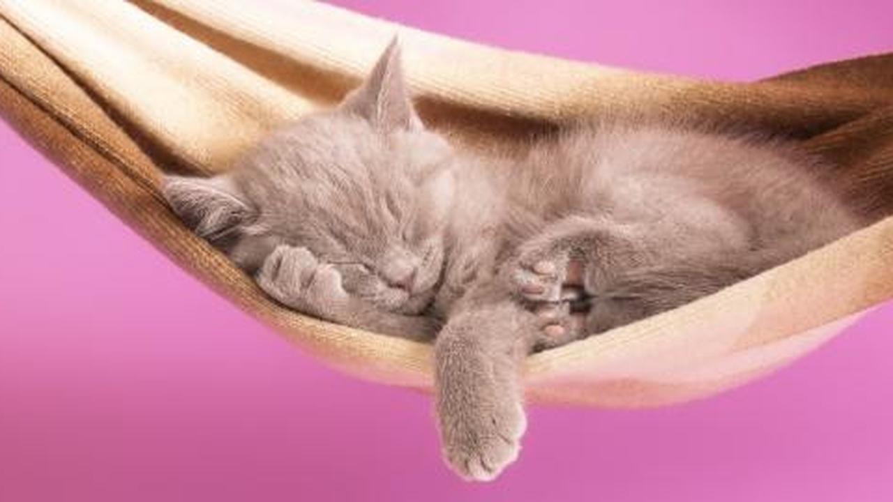 Berapa lama kucing tidur?