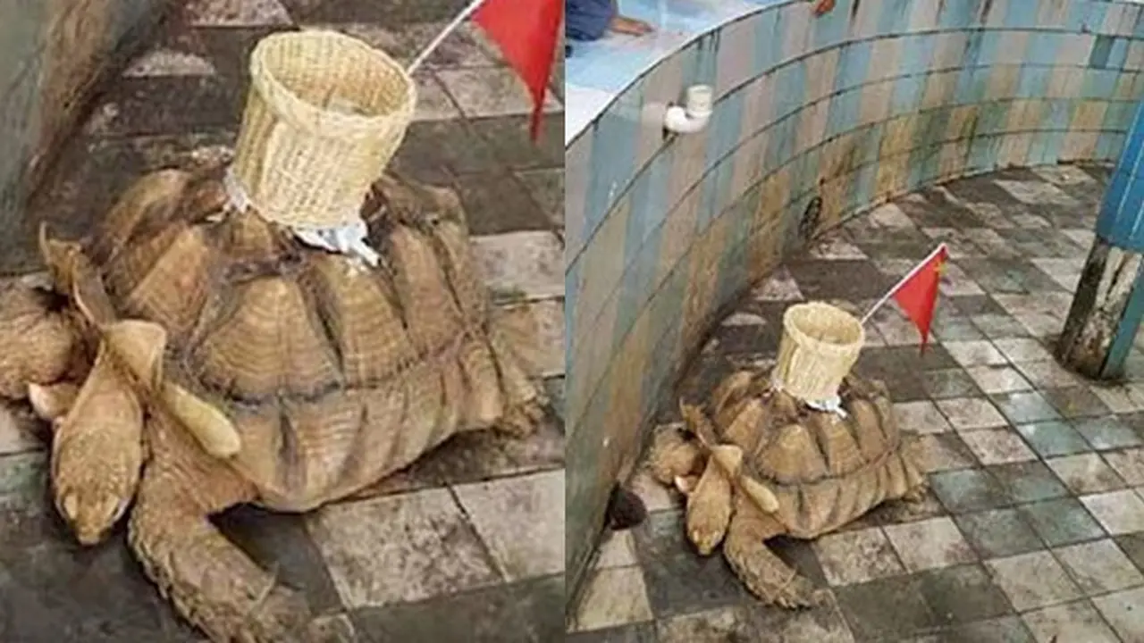 Miris, Keranjang Dipasang di Punggung Kura-kura Untuk Kumpulkan Koin