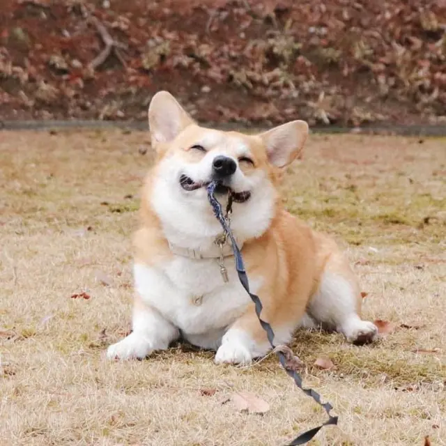 Perkenalkan Gen, Anjing Corgi Lucu Paling Ekspresif dari Jepang