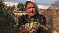 Warga Palestina menunjukkan buah zaitun mereka saat musim panen di ladang dekat tembok pemisah Israel yang kontroversial di desa Beit Awwa, sebelah barat kota Hebron, Tepi Barat, pada 23 Oktober 2023. (HAZEM BADER/AFP)