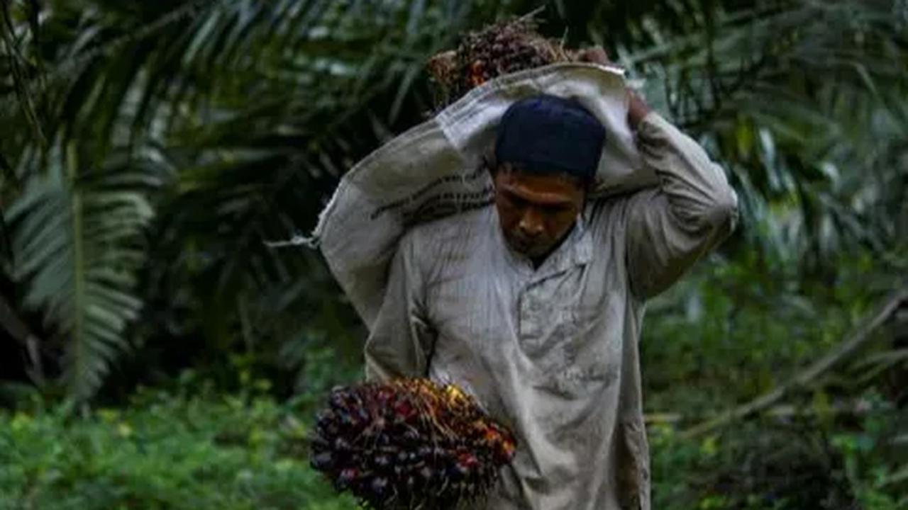 Menurut Sucipto, kerja sama ini selaras dengan roadmap pengurangan Gas Rumah Kaca (GRK) yang dicanangkan PTPN Group untuk melakukan pengurangan emisi dalam Business As Usual (BAU) kegiatan perkebunan.