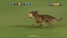 Seekor anjing menghentikan sementara laga antara Blooming Vs Nacional Potosi. This video is presented by Ballball.