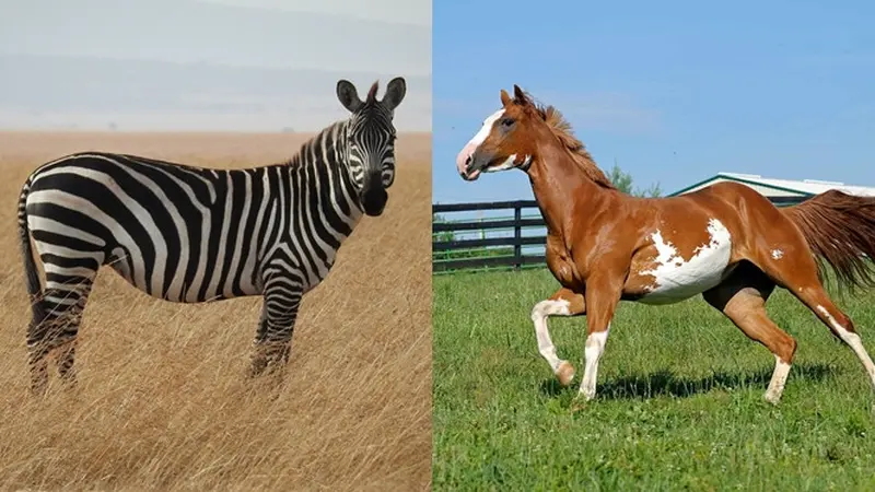 5 Potret Penampakan Zorse, Hewan Hasil Persilangan Zebra dan Kuda