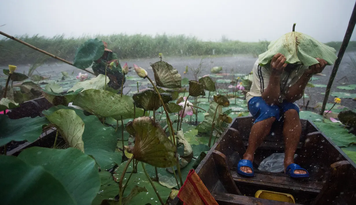 Pemandu wisata menutupi kepalanya dengan daun teratai saat menaiki kano di danau Taman Nasional Khao Sam Roi, Thailand selatan, 5 Mei 2017. Setelah selama 10 tahun, akhirnya bunga teratai di danau taman nasional tersebut bermekaran. (Roberto SCHMIDT/AFP)