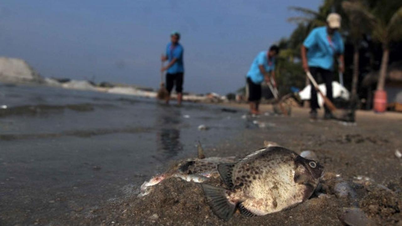 Jutaan ekor ikan berbagai jenis mati misterius di Pantai Ancol