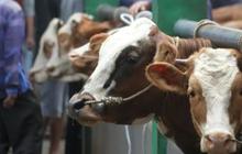 Ingin Kurban Idul Adha? ini Daftar Harga Kambing & Sapi Terbaru 2025 di Pulau Jawa