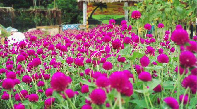 Pagi Warna Warni Bak Negeri Impian Di Taman Bunga Okura Pekanbaru Regional Liputan6 Com