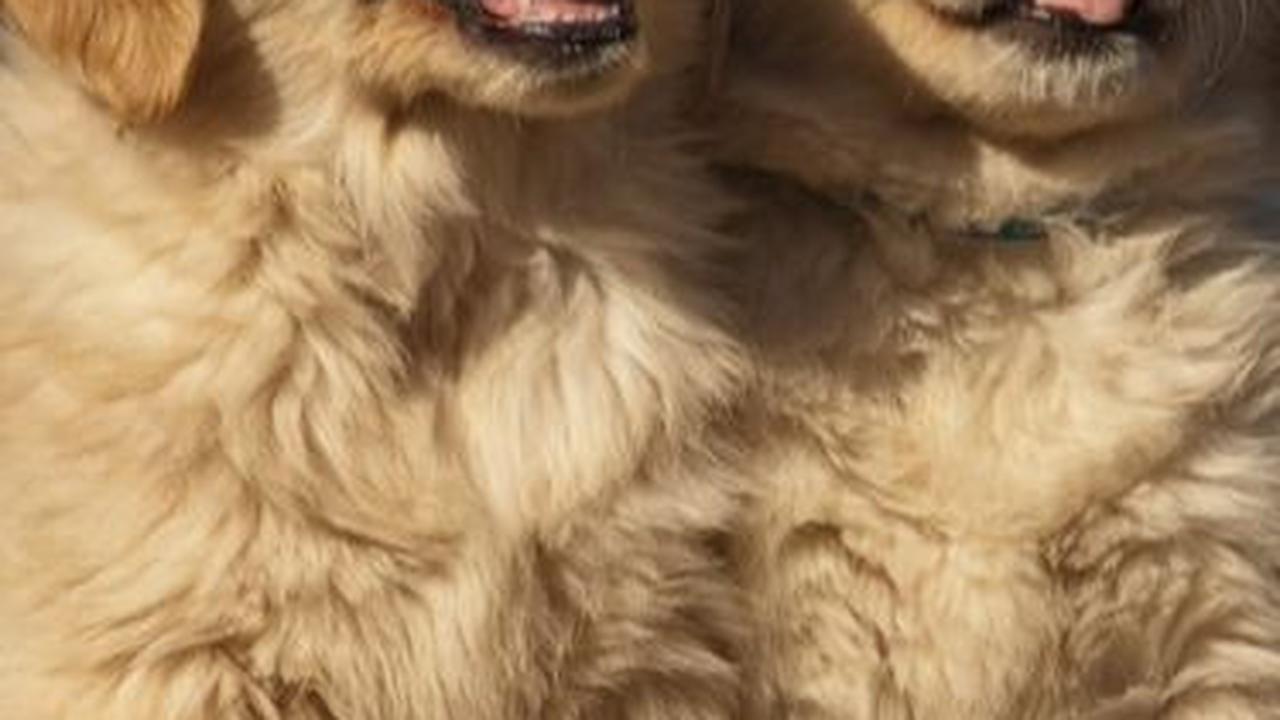 Ide Nama Anjing Jantan Mudah Diingat<br>
