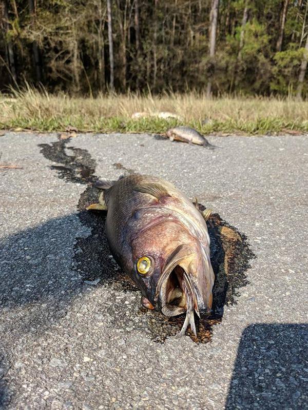 Bangkai ikan mengotori jalan-jalan di Interstate 40, North Carolina pada 22 September 2018. Beberapa dari ribuan ikan itu cukup besar dan juga menyebabkan jalan berbau menyengat. (Penderlea Fire Department via Facebook)
