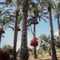 Seorang petani menarik tali saat menurunkan buah kurma dari pohonnya selama panen tahunan di Deir al-Balah di Jalur Gaza tengah (24/9/2019). Warga Palestina yang tinggal di Deir al-Balah tengah sibuk dengan hasil panen kurmanya yang melimpah. (AFP Photo/Said Khatib)