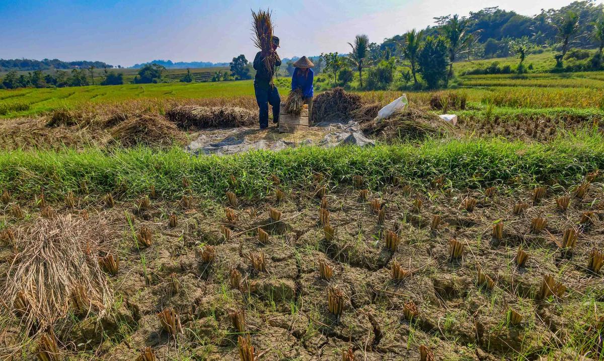 FOTO: Wereng dan Kekeringan Picu Gagal Panen di Jonggol